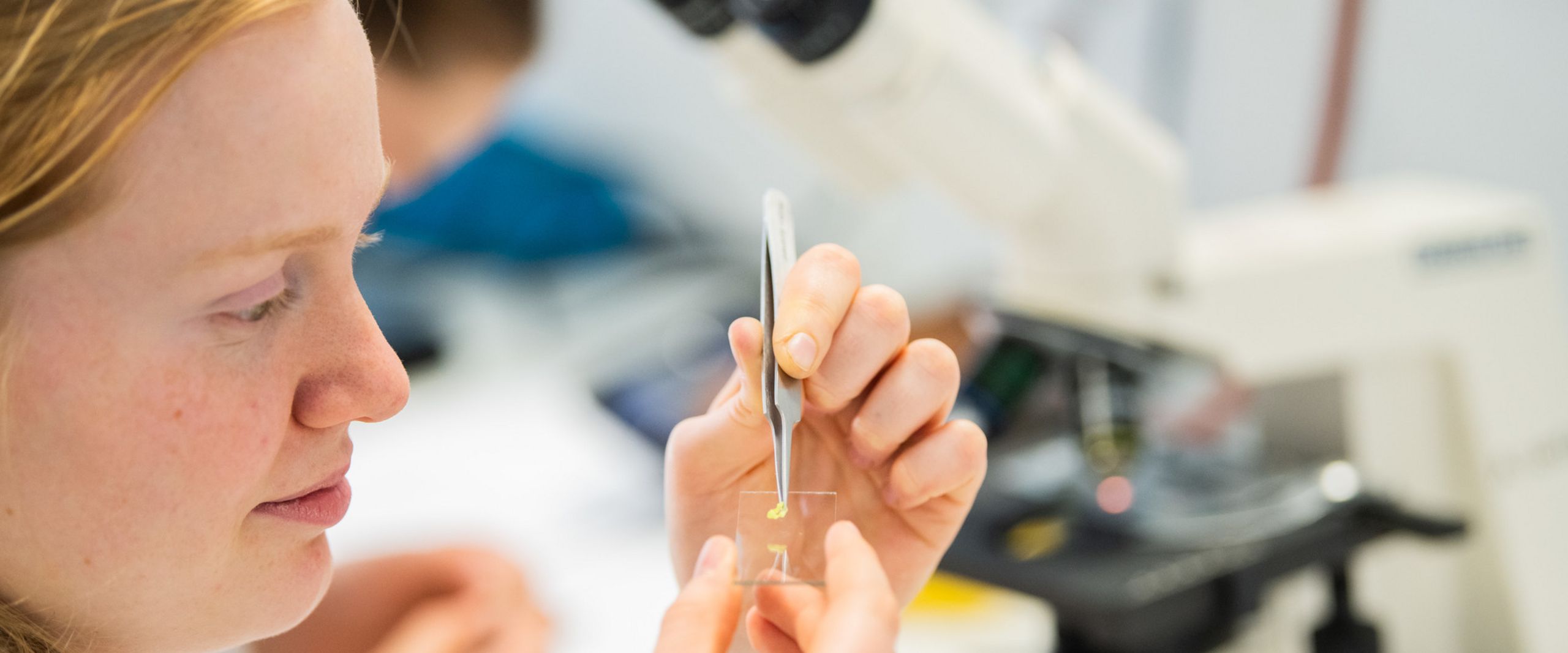 Bionik-Seminar Eine Studentin im Laborkittel platziert ein Stück einer Pflanze mit einer Pinzette auf einem Objektträger für ein Mikroskop.