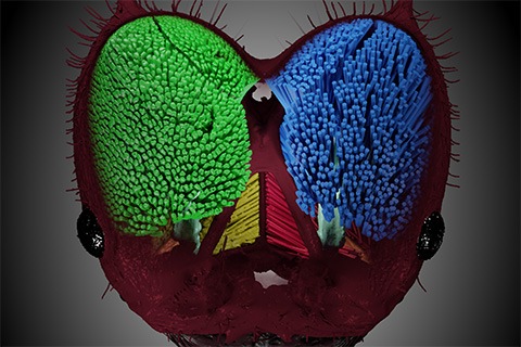 Das Bild zeigt die Kopfanatomie einer Blattschneiderameise.