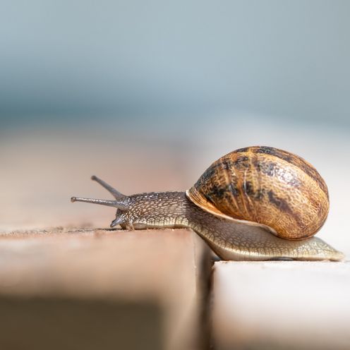 Weinbergschnecke kriecht &uuml;ber eine Holzoberfl&auml;che