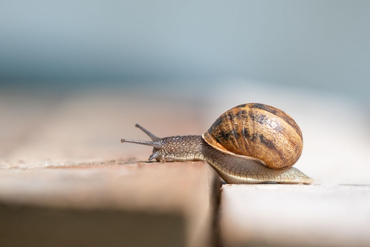 Weinbergschnecke kriecht über eine Holzoberfläche