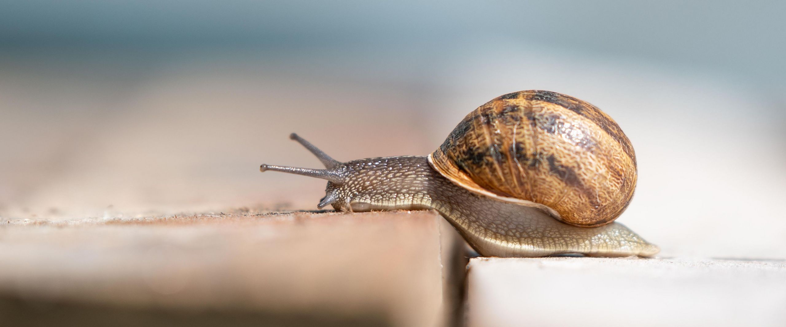 Weinbergschnecke kriecht über eine Holzoberfläche