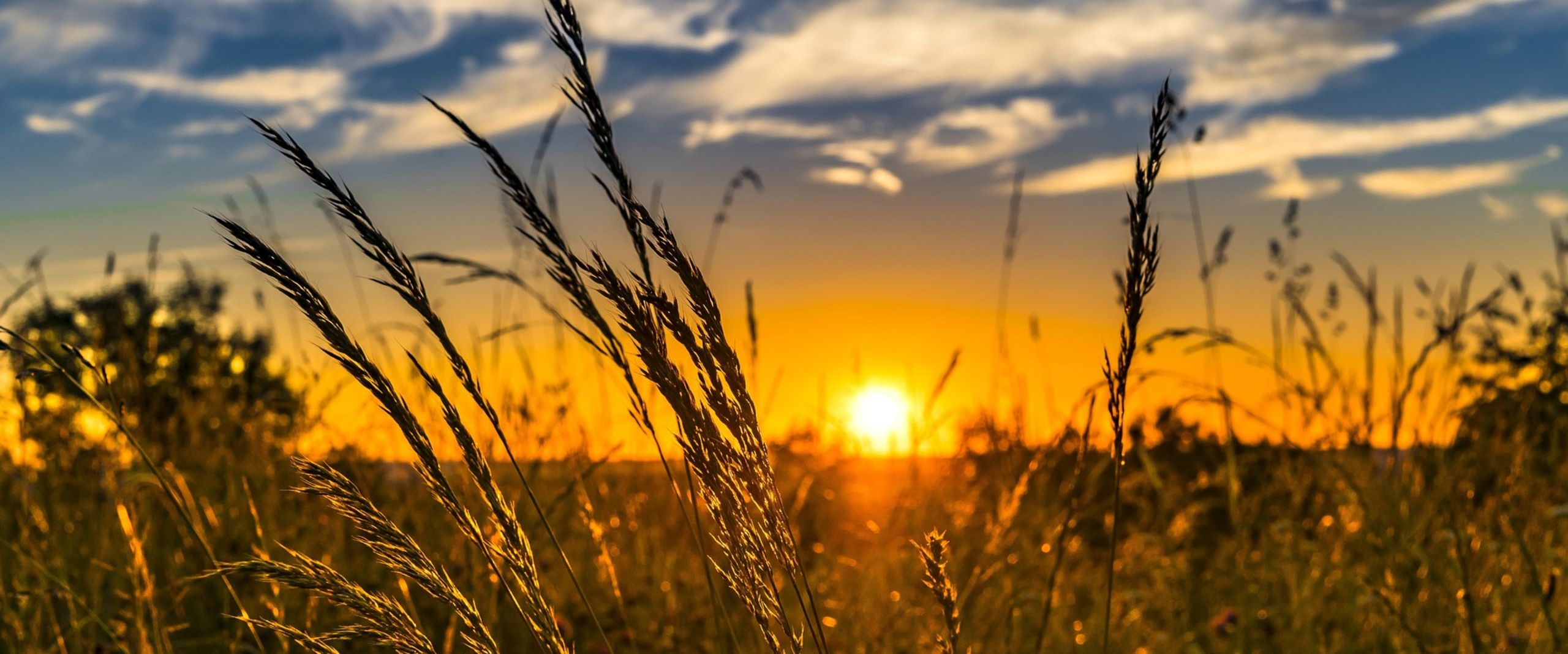 Orangener Sonnenuntergang hinter Wiesengr&auml;sern