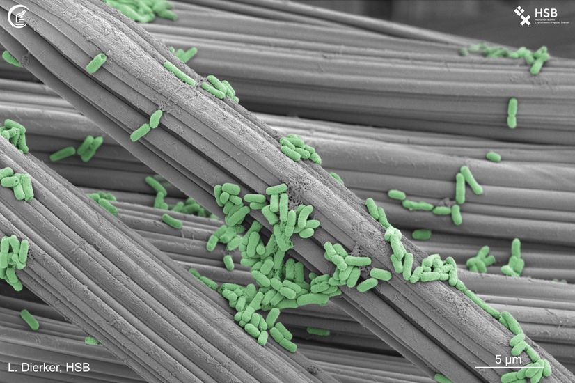 graue halm&auml;hnliche Fasern mit gr&uuml;nen Punkten