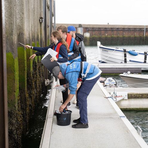 Faszinierende &Ouml;kologische Vielfalt Bionik Exkursion Helgoland