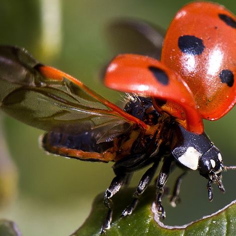 Marienkäfer mit ausgeklappten Flügeln beim Flugstart. 