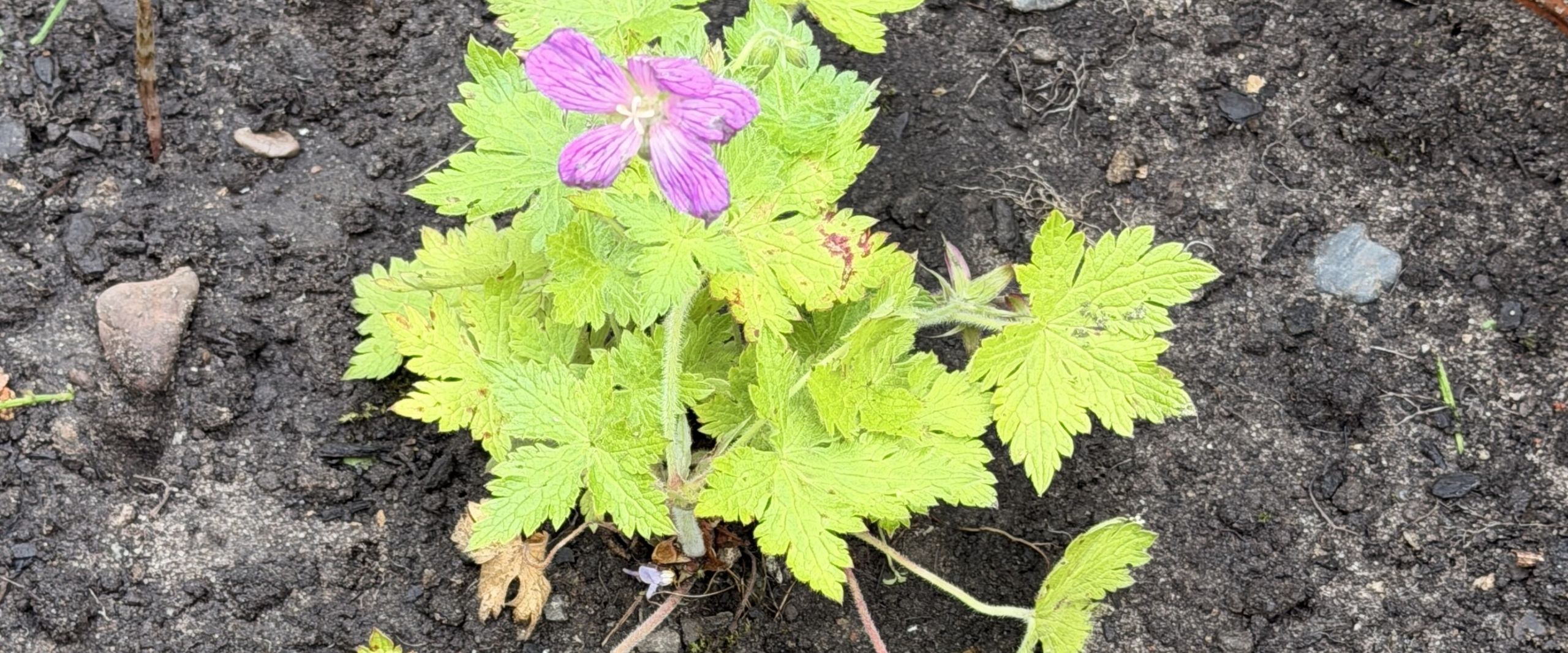 Plant plant