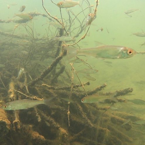 Das Bild ist eine Unterwasseraufnahme und zeigt kleine Fische, die vor einem Bündel Stöckern schwimmt. 