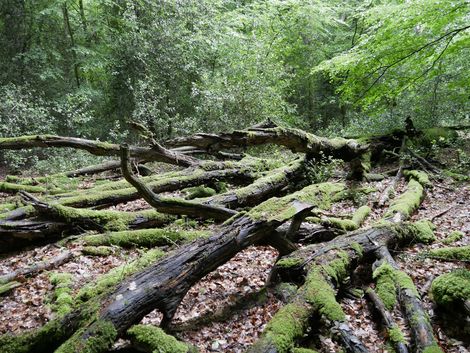 Exkursion nach Jever und umzu 