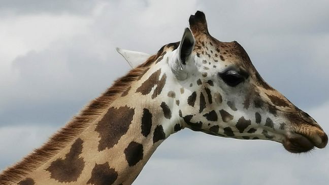 Tamara W. Auslandssemester Giraffe im Porträt