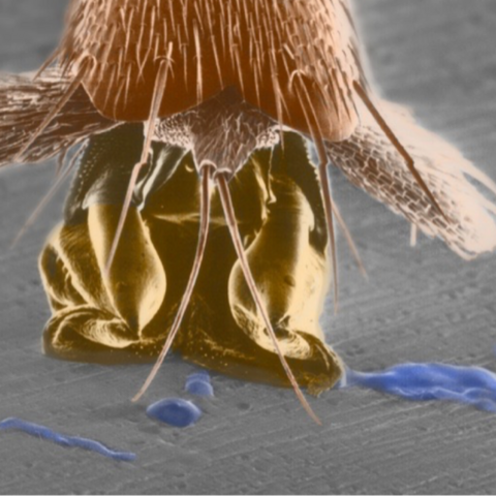 Mikroskopaufnahme eines Ameisenfu&szlig;es im Elektronenmikroskop.