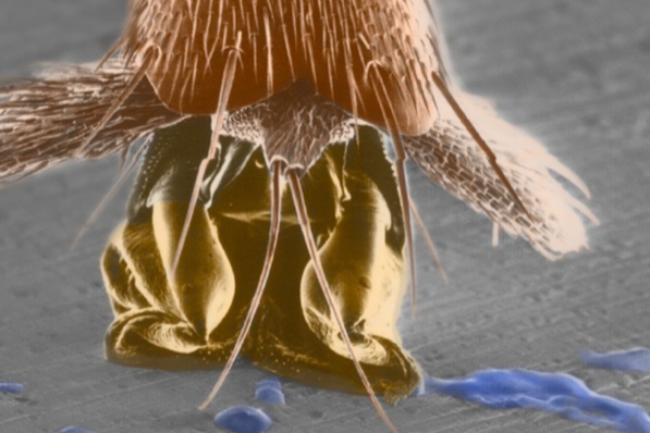 Mikroskopaufnahme eines Ameisenfu&szlig;es im Elektronenmikroskop.