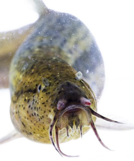 Vorderansicht eines aalartigen Fisches. 