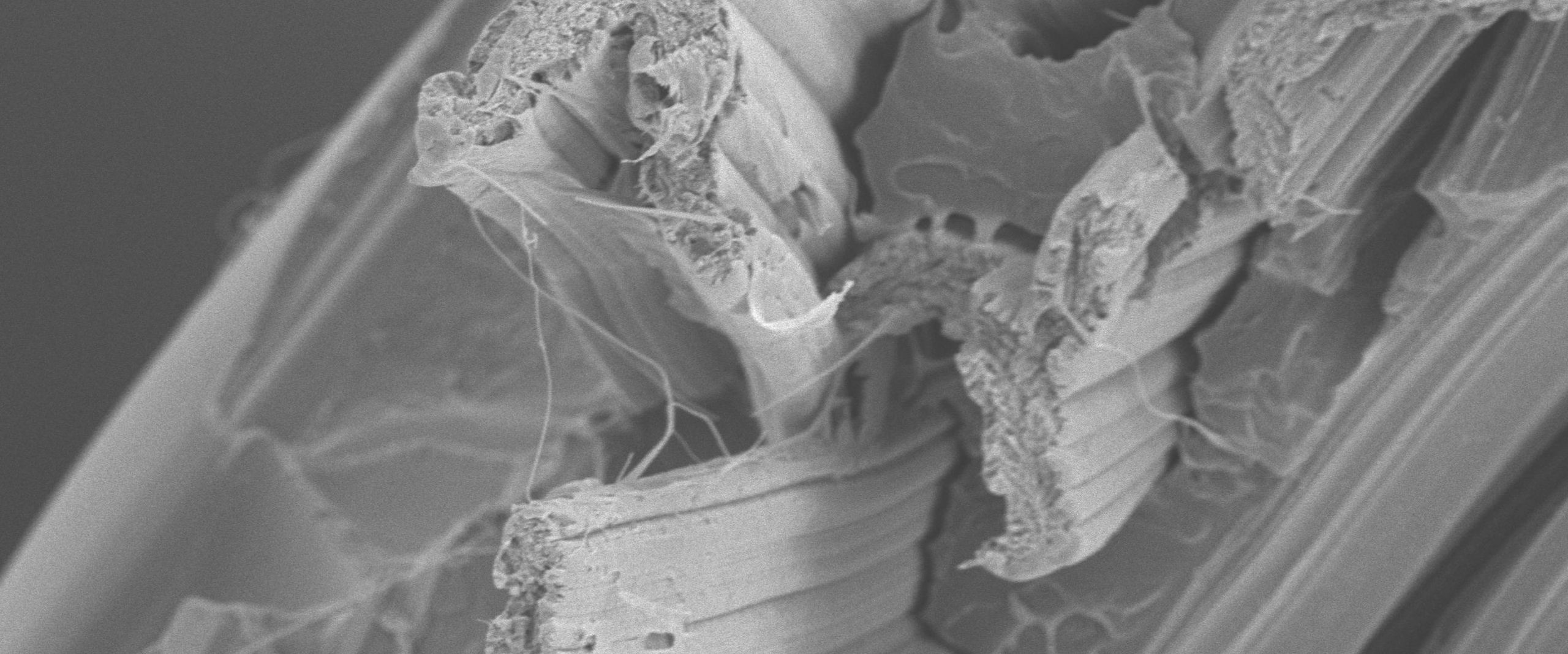 PM Müssig_Raster-Elektronenmikroskopie-Aufnahme Schwarz-Weiß-Aufnahme
