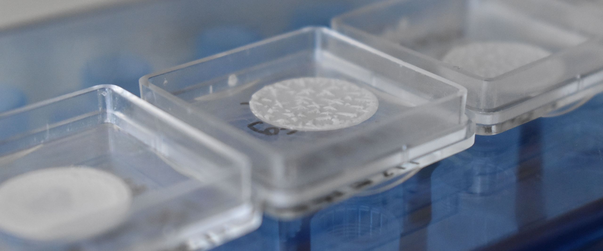kleine blaue Plastikbehälter mit Deckeln