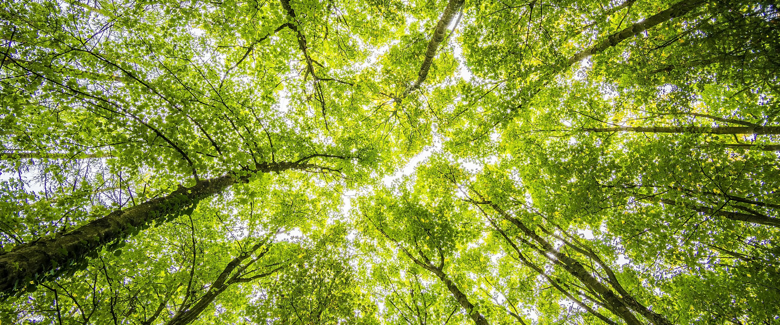 Veith_Wahl in den Aufsichtsrat von Primaklima Das Bild zeigt Bäume, durch die Sonnenlicht fällt.