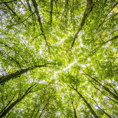 Das Bild zeigt B&auml;ume, durch die Sonnenlicht f&auml;llt.