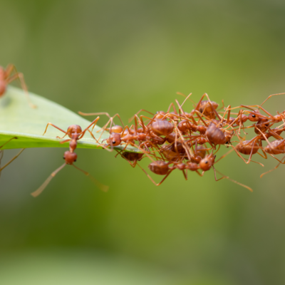 Soziale Ameisen bauen eine Ameisenbr&uuml;cke von einer Blattspitze aus.