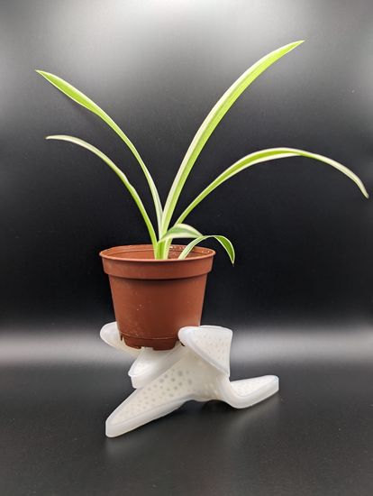 Pflanze steht auf Plastikhalterung