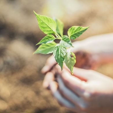 Kleine Pflanze in der Hand