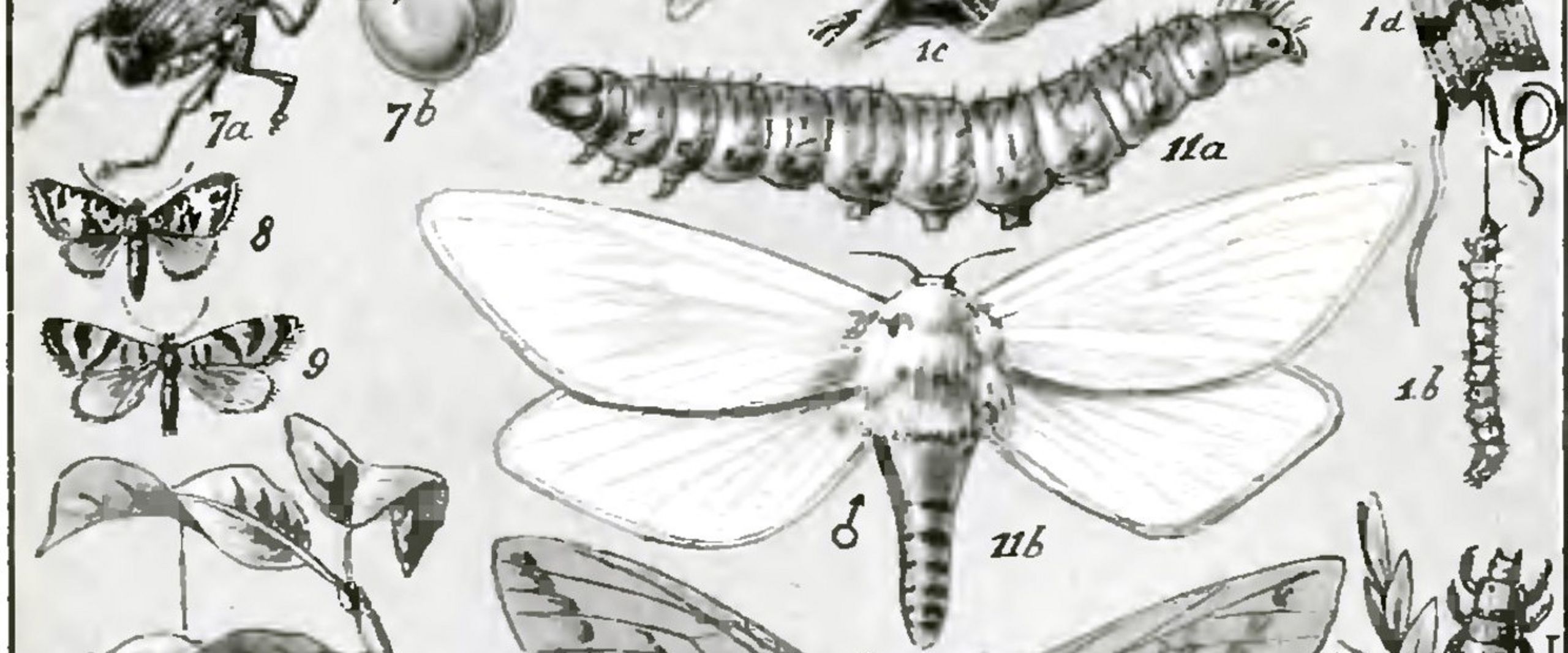 hand drawing of insects from J-H Fabres book "Les Ravageurs", plate 15