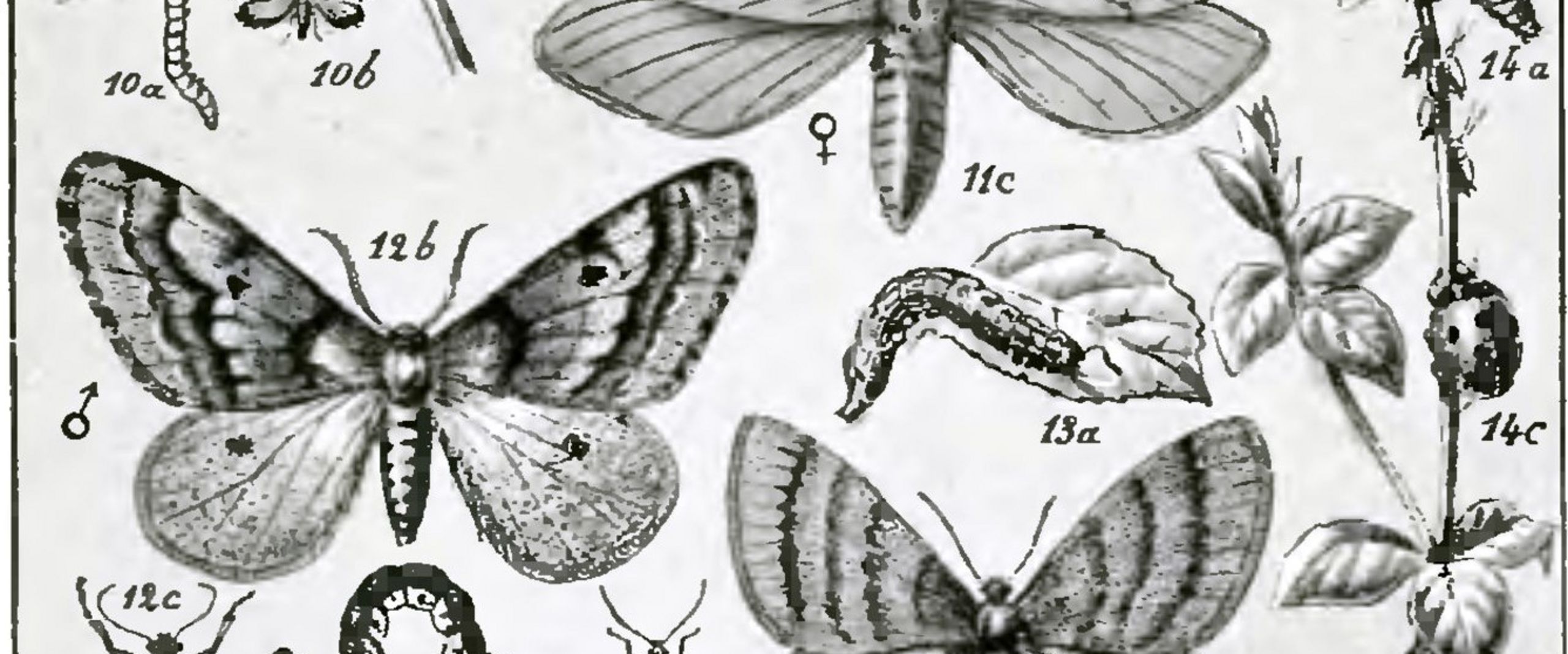 Fabre - Les Ravageurs Pl15 hand drawing of insects from J-H Fabres book "Les Ravageurs", plate 15