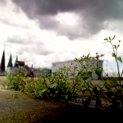 Gr&uuml;npflanzen auf einem Dach mit Blick auf die Stadt. Foto: Filmstill &copy; thomas lippick, beatrix-schwehm-film 2021