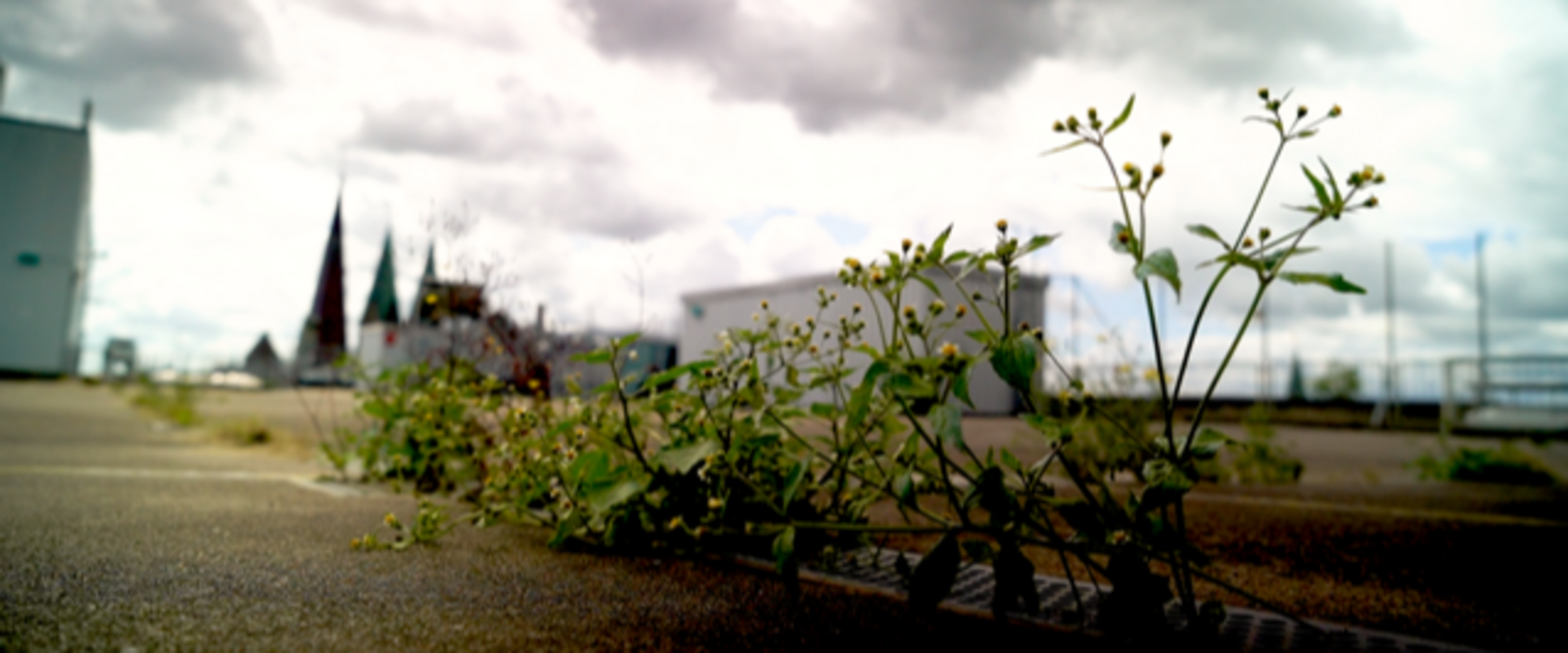 Grünpflanzen auf einem Dach mit Blick auf die Stadt. Foto: Filmstill © thomas lippick, beatrix-schwehm-film 2021