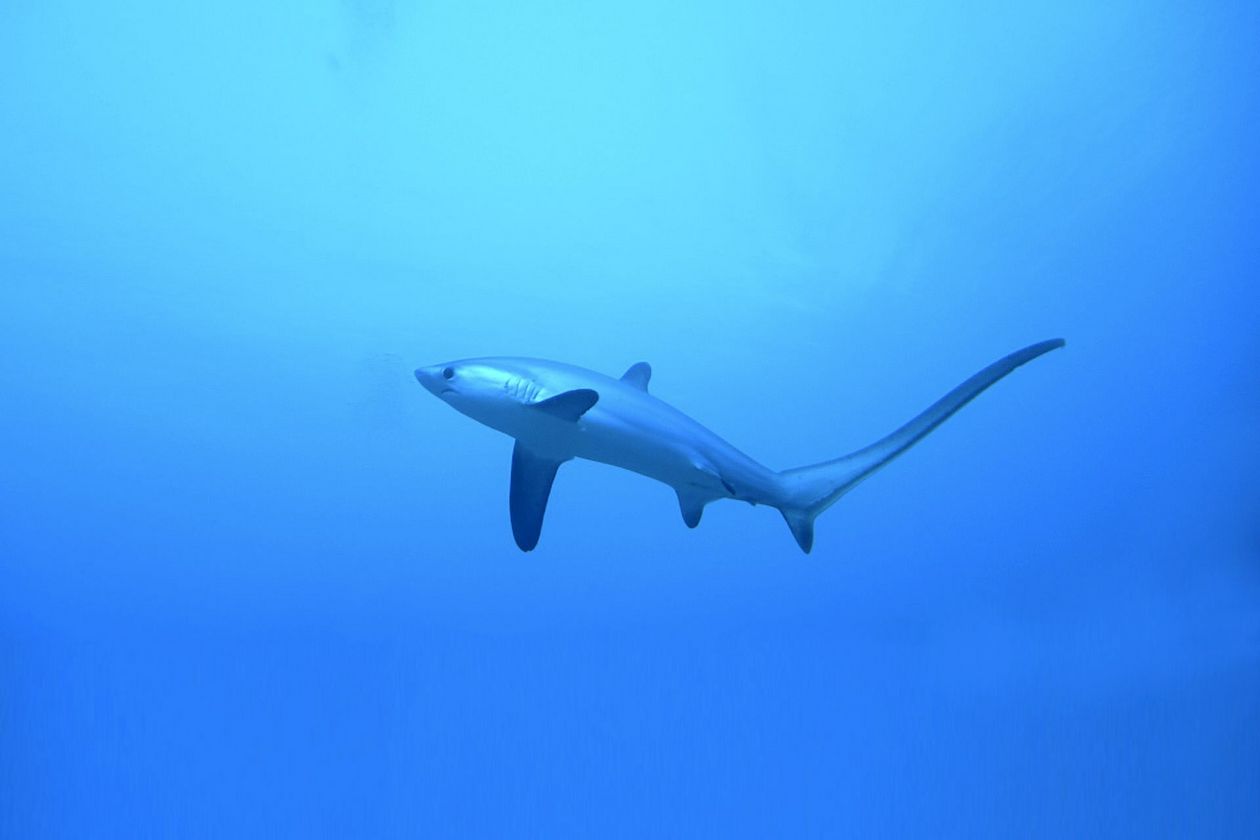 Hai schwimmt im freien Ozean