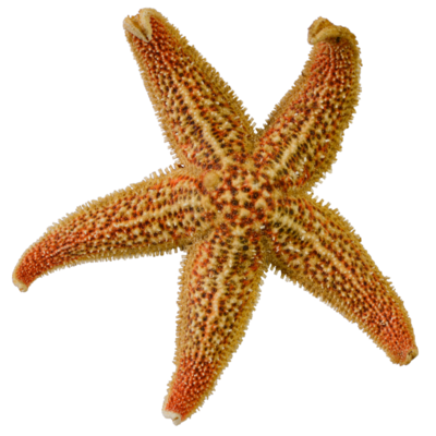 Seestern Fünfarmiger orangener Seestern