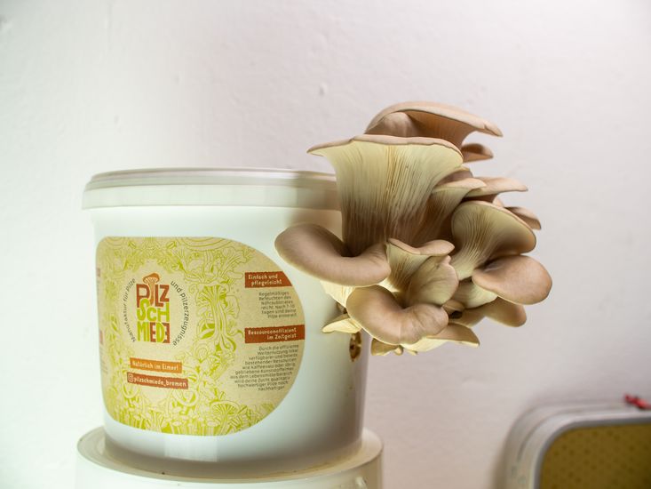 Wei&szlig;er Eimer, aus dem ein Pilz w&auml;chst