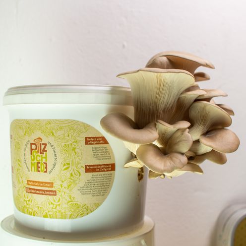 Wei&szlig;er Eimer, aus dem ein Pilz w&auml;chst