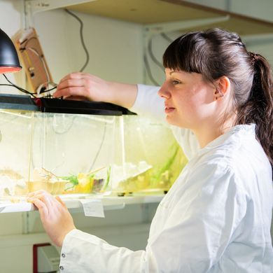 Eine Doktorandin kontrolliert ein Terrarium mit Heuschrecken.