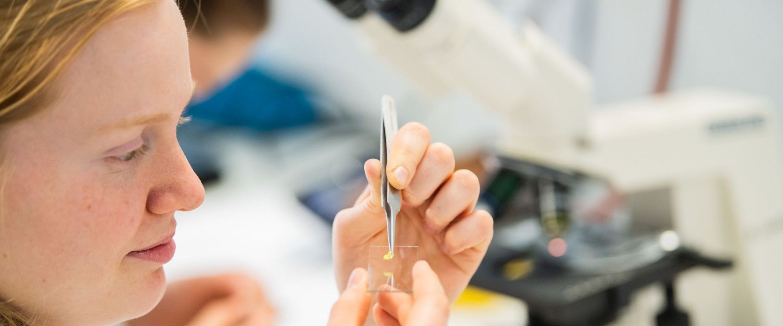 Eine Studentin im Laborkittel platziert ein Stück einer Pflanze mit einer Pinzette auf einem Objektträger für ein Mikroskop.
