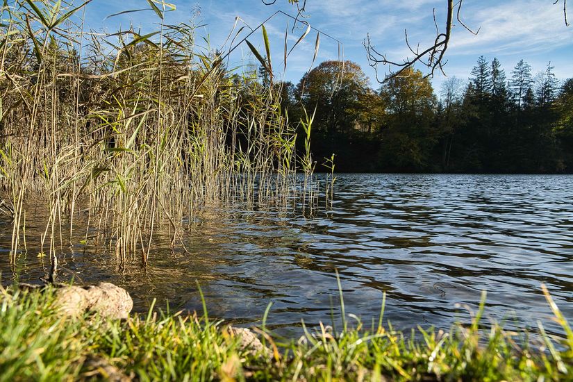 Auf dem Foto ist ein See an einem klaren, sonnigen Herbsttag zu sehen. Im Vordergrund sieht man Gras und Steine am Ufer, links ist Schilfbewuchs im Wasser des Sees zu sehen. Im Hintergrund Laubbäume und blauer Himmel.