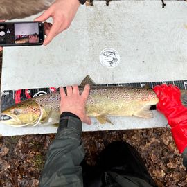 Ein ausgewachsener Lachs wird in der Visbeker Aue im Projekt "WeserLachs" im Dezember 2025 auf einem Messbrett vermessen.