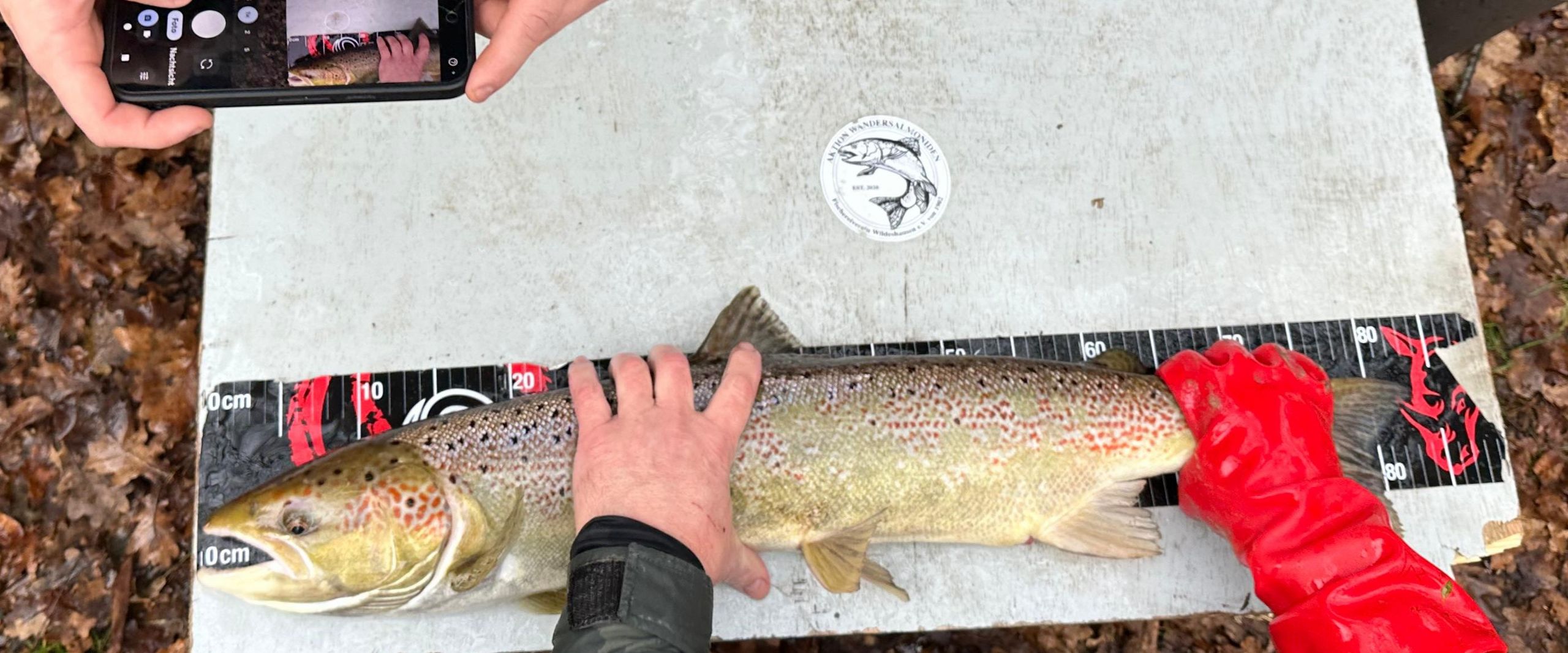 Vermessund eines Lachses in der Visbeker Aue im Projekt "WeserLachs" im Dezember 2025 Ein ausgewachsener Lachs wird in der Visbeker Aue im Projekt "WeserLachs" im Dezember 2025 auf einem Messbrett vermessen.