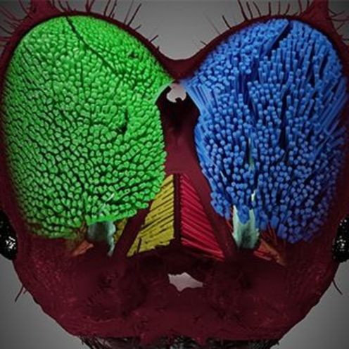 Das Bild zeigt die Kopfanatomie einer Blattschneiderameise.
