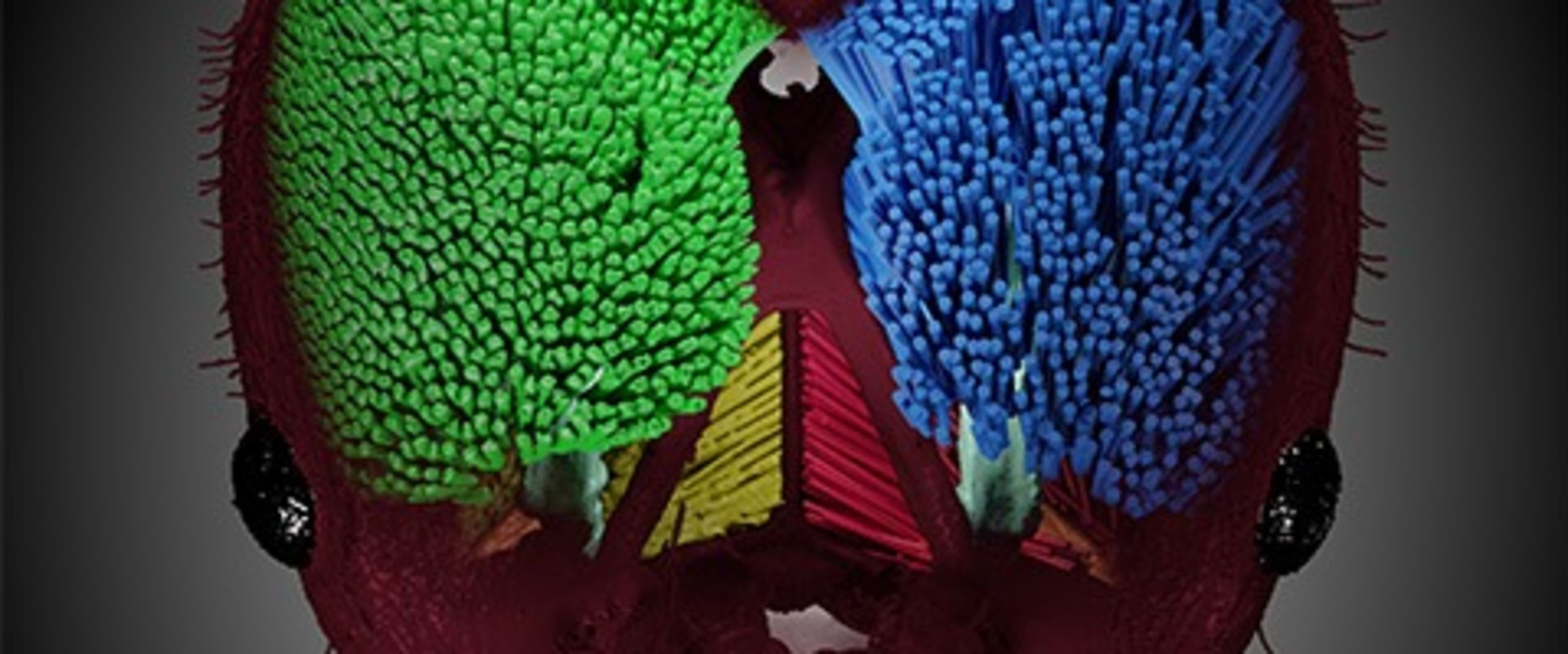 Das Bild zeigt die Kopfanatomie einer Blattschneiderameise.