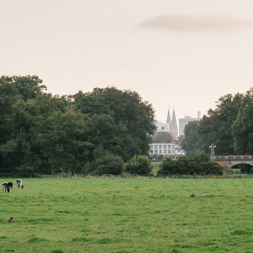 Wiese mit Kühen im Bürgerpark