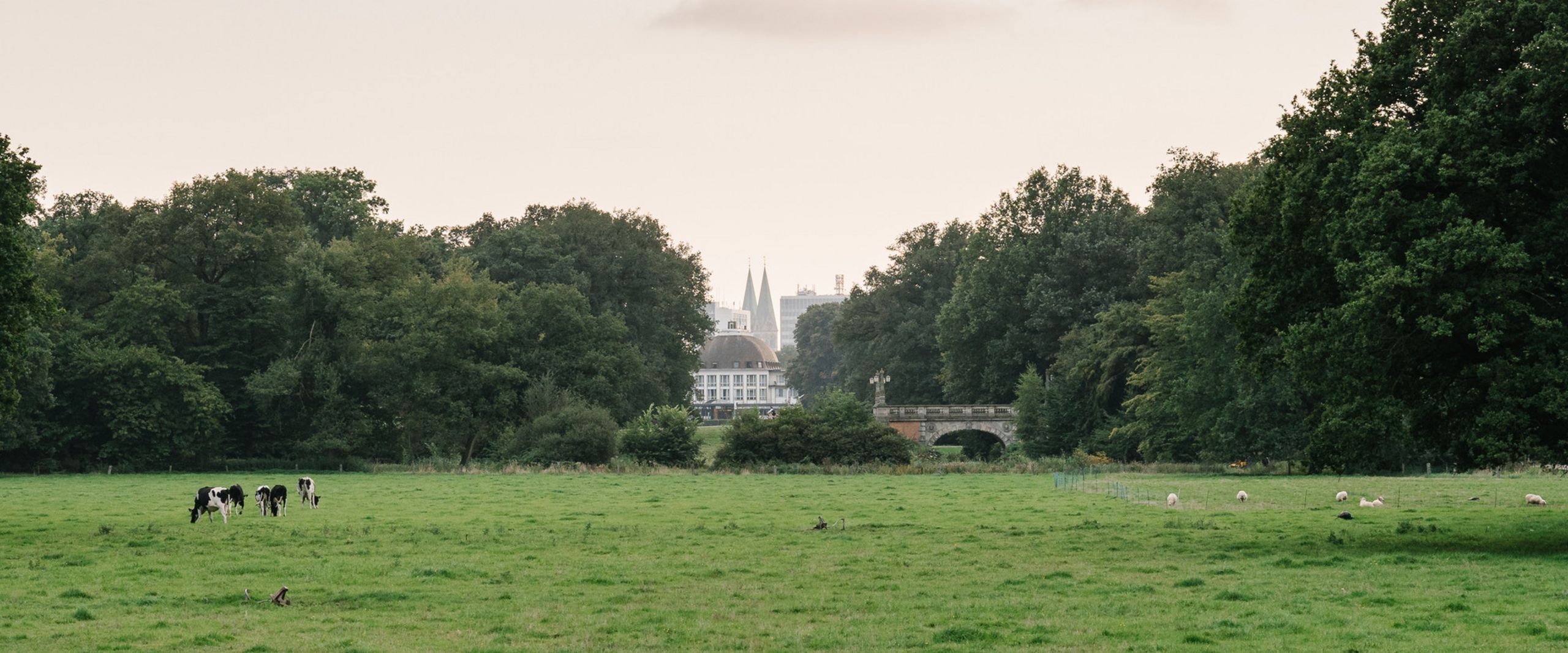 Wiese mit Kühen im Bürgerpark
