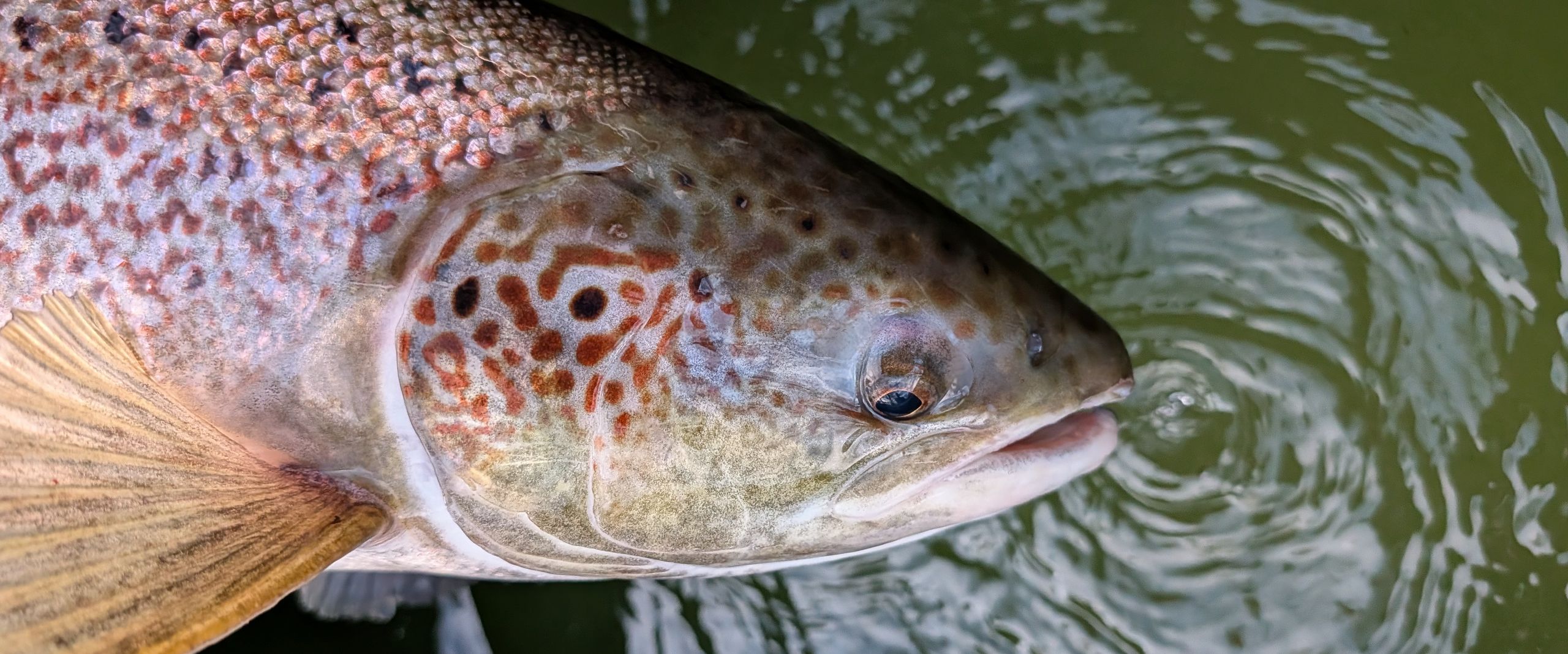 Meerforellen Weibchen zur Dokumentation im Projekt WeserLachs kurzzeitig entnommen an Visbeker Aue am 13.12.2025