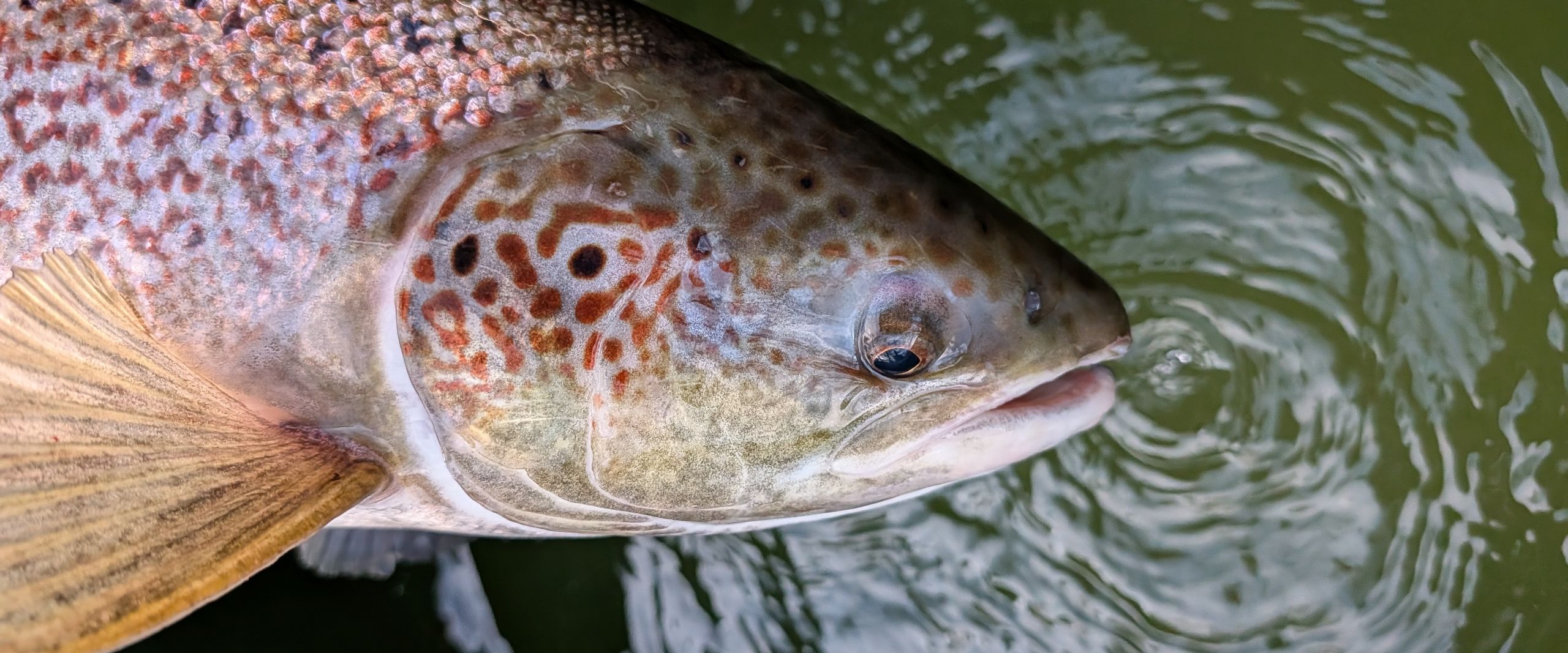 Meerforellen Weibchen zur Dokumentation im Projekt WeserLachs kurzzeitig entnommen an Visbeker Aue am 13.12.2025