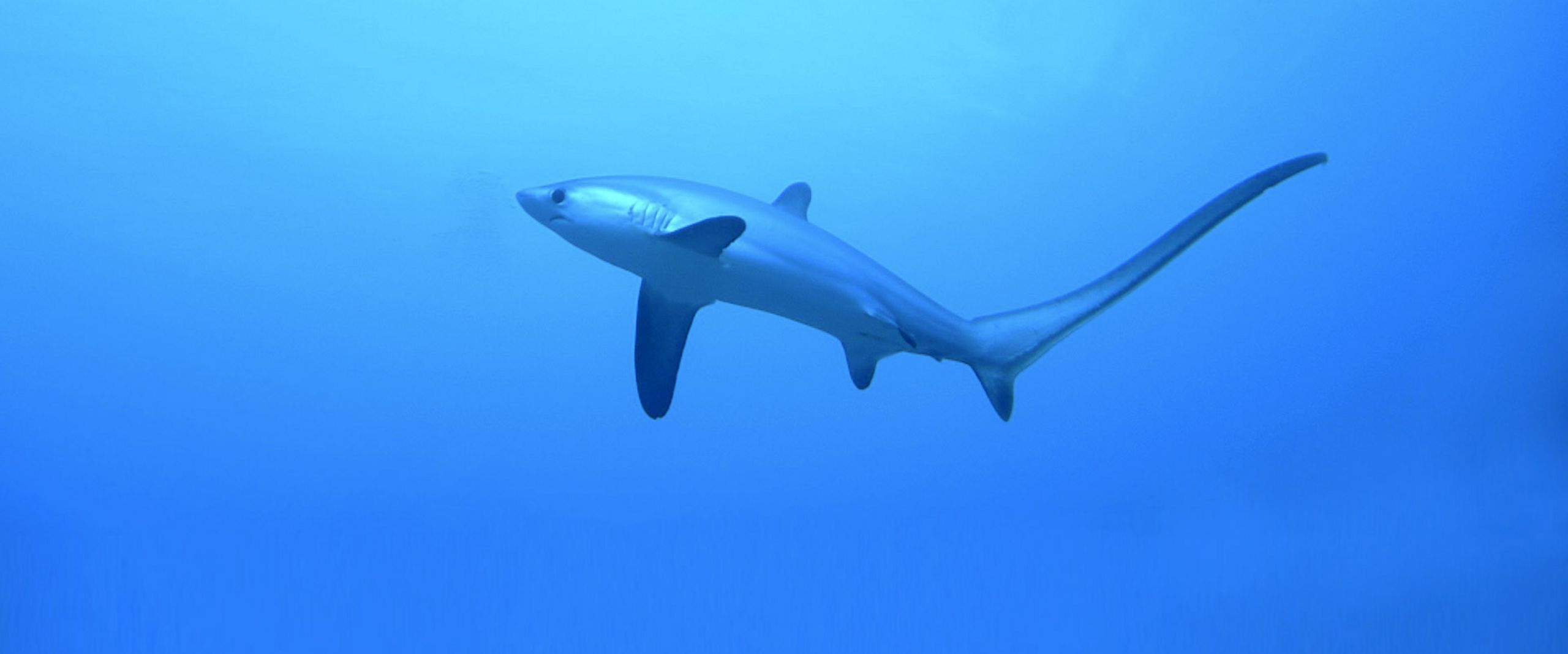 Fuchshai Hai schwimmt im freien Ozean