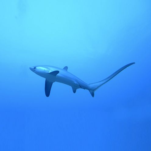 Hai schwimmt im freien Ozean