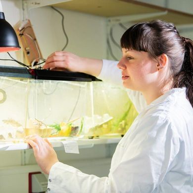 Female researcher in a lab coat tending to aquatic tanks under heat lamps.