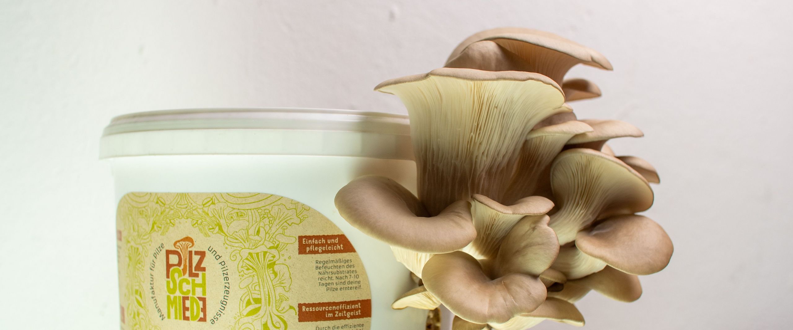 Weißer Eimer, aus dem ein Pilz wächst