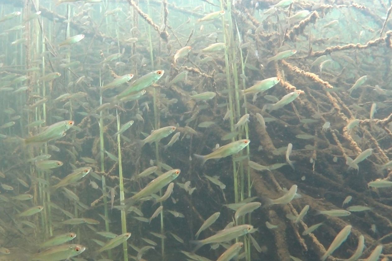 Fische schwimmen zwischen Holz und Seegras