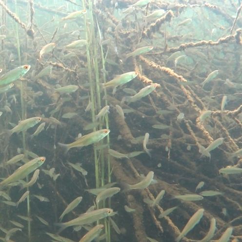 Fische schwimmen zwischen Holz und Seegras