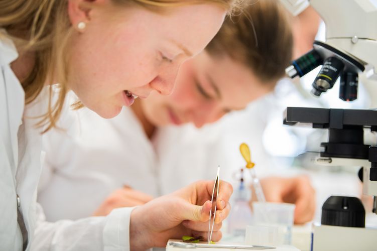 Studentin Studentinnen untersuchen eine Probe mit einer Pinzette