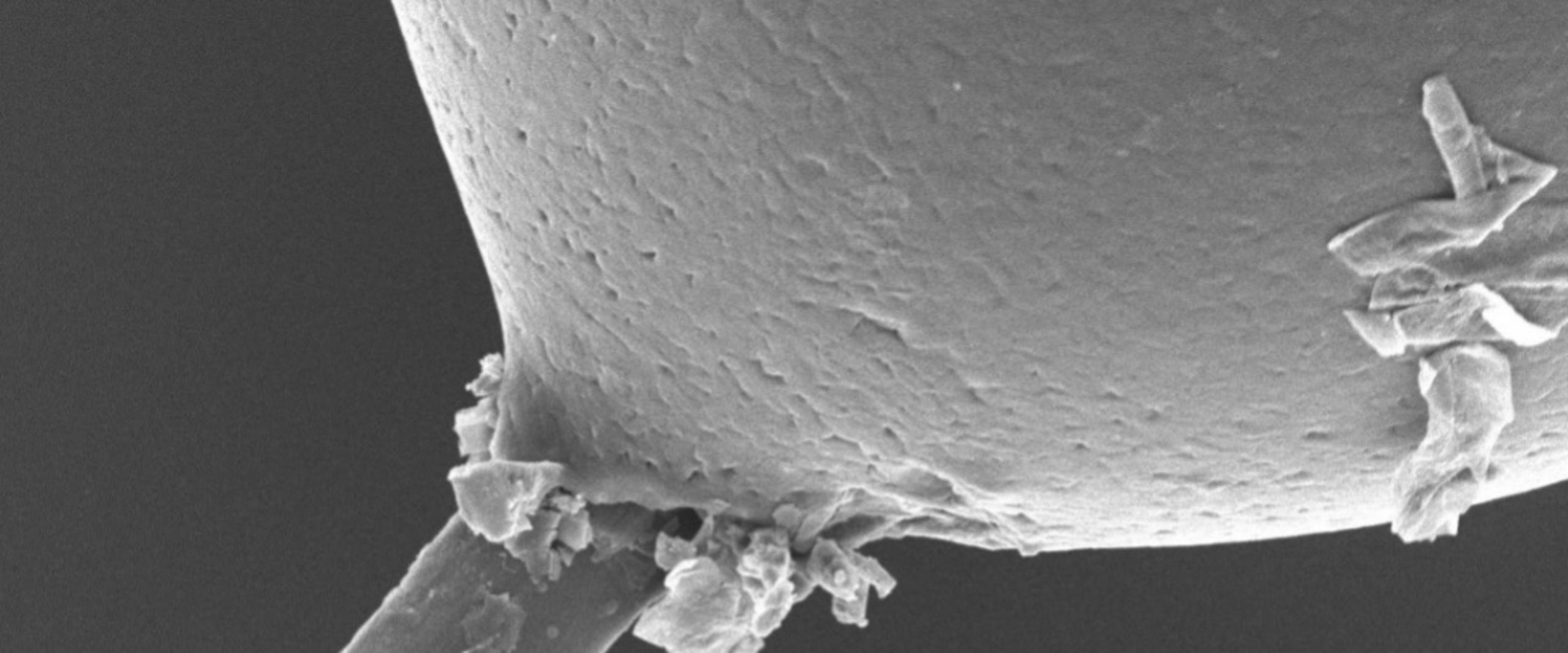 Kunststofftropfen Flachsfaser Mikroskopaufnahme: Abgelöster Kunststofftropfen von einer Flachsfaser zur Bestimmung der Faser/Matrix-Haftung.